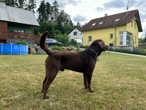 Labrador štěňata hnědo- černa , zlaty - 13