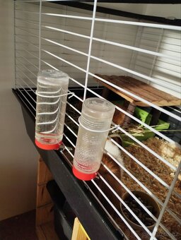 2 morčecí mladí samci nekastrovaní - jen spolu - 13