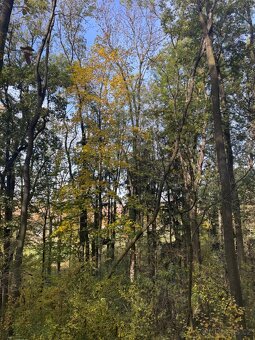 Prodej pozemků v k.ú. Jeníkovice u Choltic - 13