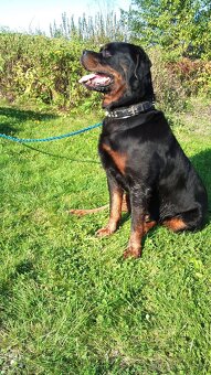 Rottweiler, rotvajler, RTW s PP - 13