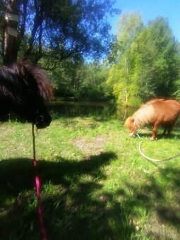 Docházka k poníkovi - 13