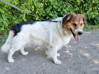 BASTY K ADOPCI - milý vděčný mazel, vhodný k dětem - 13