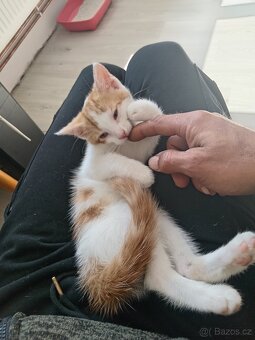 Vymazlená koťátka 3 měsíční socializovaná - 13