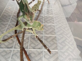 Chameleon jemenský - mláďata - 13
