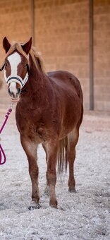 Prodej velmi hodného vychovaného pony poníka kategorie B - 13