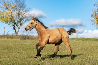 Připouštění QH hřebcem - 13