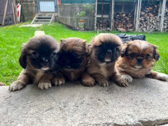 Trpaslíči Pekinézer - 13