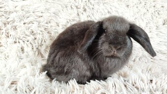 Zakrslý beránek, králíček, králík - CRISTIAN - 13