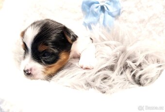 Yorkshire Terrier Biewer,Biro a Black and tan - 13