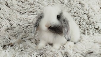 Zakrslý beránek, králíček, králík - MINDY - 13