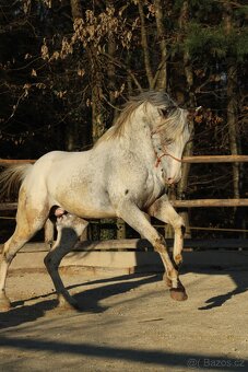 Appaloosa filly Arlina - 13