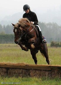 Připouštění Welsh cob - D - 13