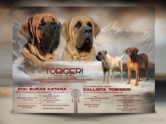 TOSA INU - štěňata s PP - 13