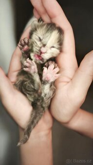 Maine coon kočičky kočky - úhrada aj na časti - 13