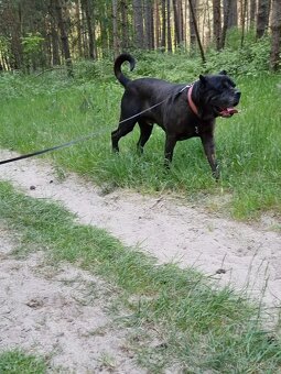 BRODY K ADOPCI - cane corso, mazel, parťák, vhodný k dětem - 13