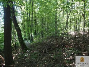 Prodej lesního pozemku o výměře 1997 m2, Dívčí Hrad, okr. Br - 13