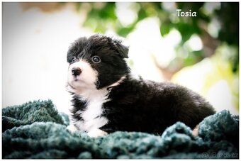 Border Collie, Border Kolia s PP FCI - 13