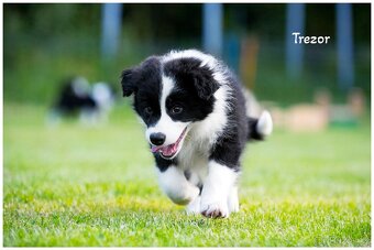 Border Collie, Border Kolia s PP FCI - 13