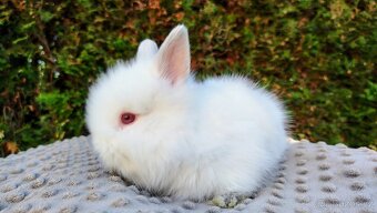 Zakrslý králík, králíček - (TEDDY) - HERBERT A HEIDY - 13