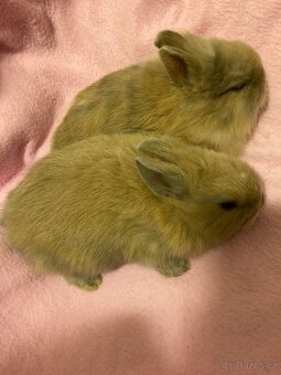 Zakrslí králík - 13