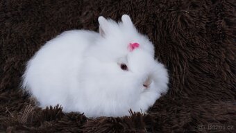 Zakrslý králík, králíček -(TEDDY)-HEIDY - 13