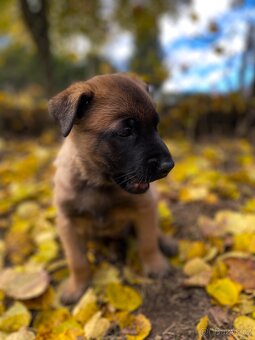 Belgický ovčák - Malinois - 13