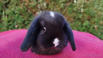 Zakrslý beránek, králíček, králík - DENIS - 13