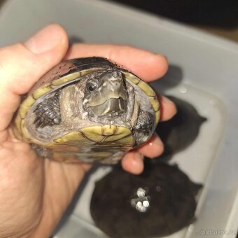 Prodám želvy - 13