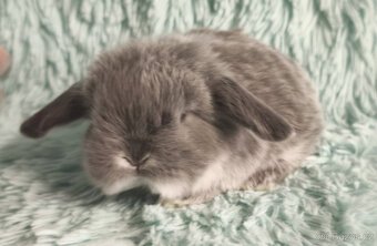 ⭐️ Vánoční ⭐️ Zakrslí beránci 🍀⭐️🍀 - 13