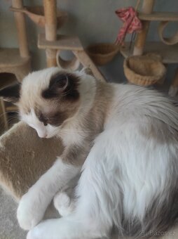 Ragdoll kocourek bez PP - 13