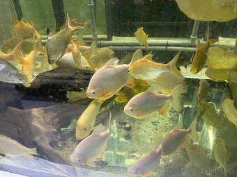 Prodam arowana , cichla , pirana….. - 13