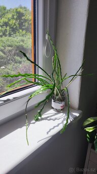 Monstera albo, anturium, pokojové rostliny - 13