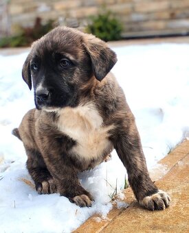 středoasijský pastevecký pes - 13