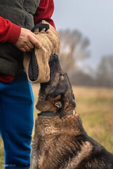 Německý ovčák štěňata s PP, work line, - 13