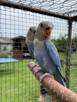 Agapornis růžohrdlý 🦜 - 13