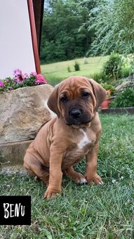 Tosa Inu - Štěňátka s PP - 13