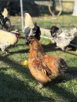 mladí kohouti Hedvábničky a Pavlovky - 13