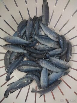 TLAMOVCI    TANGANIKA      MALAWI - 13