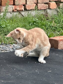 Daruji Kočičky - 13