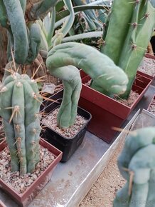 Kaktusy sukulenty - 13