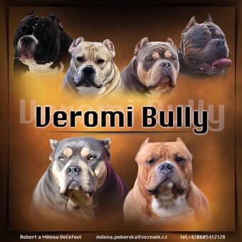 Štěně American Bully - 13