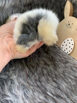 ❤️❤️Minilop Beránek Kralicek k rezervaci - 13
