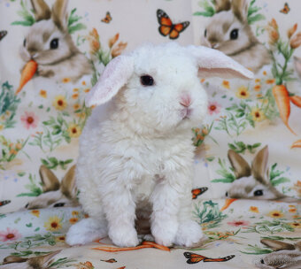 Zakrslí rex beránci . - 13