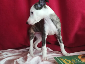 Whippet bez PP po obou rodičích s PP ( FCI) - 13