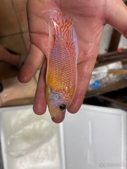 Tlamovci Malawi Tanganika - 13