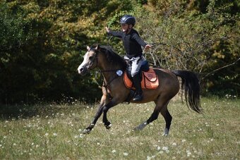 Pony kobylka kategorie S - 13