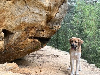 Český horský pes s PP FCI - 13