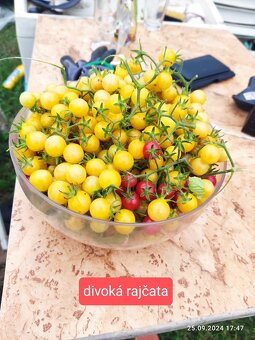 Sazenice perma kultura rajčat - Kadaň - 13