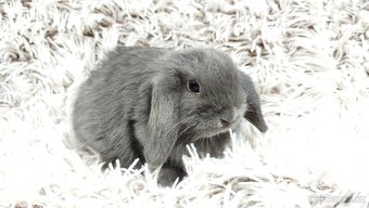 Zakrslý beránek, králíček, králík - KVIDO - 13