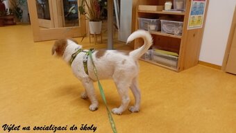 Kanaánský pes - štěně s PP, Canaan Dog puppy - 13